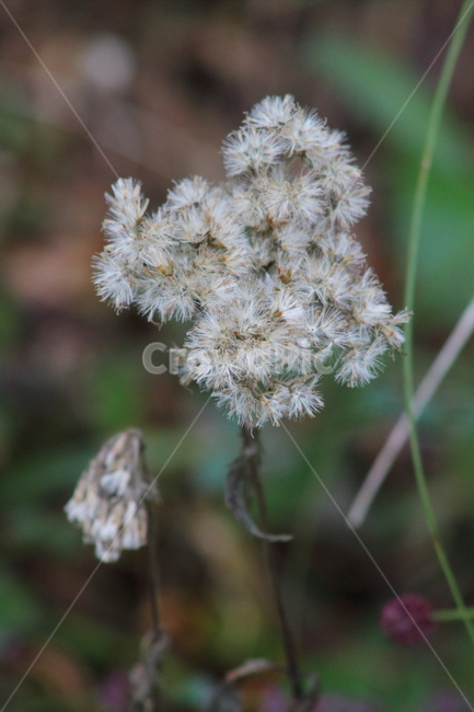 서양등골나물,씨앗,종자,번식,seed,식물,자연,plants,nature,꽃,flower