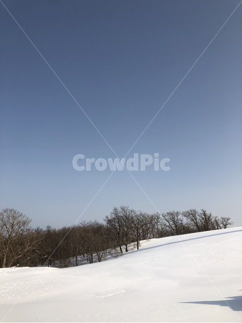 눈,나무,오후,평창,목장,강원도,겨울,계절,winter,season,자연,풍경,nature,landscape,outdoors,옥외