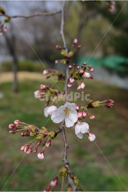 자연,nature,봄,꽃,봄꽃,벚꽃,흰색,접사,근접촬영,봄,계절,spring,season,식물,자연,plants,nature,꽃,flower,plant,blossom