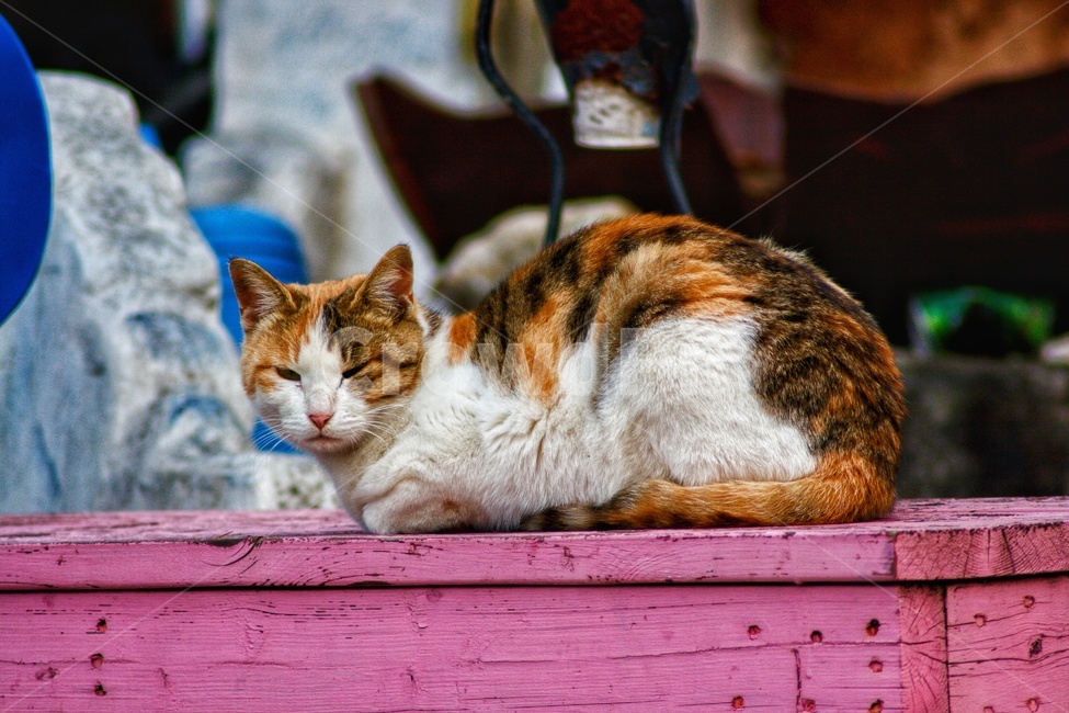 길고양이,고양이,cat,pet,animal,포유류,동물,동물,animal,포유류,mammal,고양이,cat,kitten,kitty
