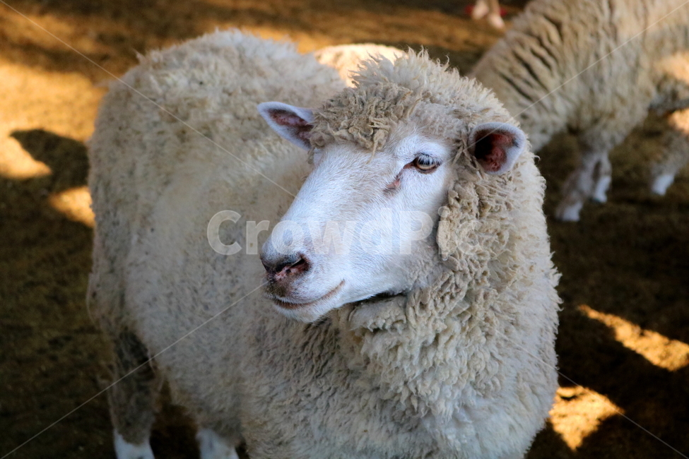 양,동물,포유류,초식동물,자연,목장,안성팜랜드,동물농장,동물,animal,포유류,mammal