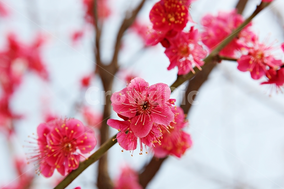매화,홍매화,매화꽃,꽃,봄꽃,봄,식물,자연,공원,꽃잎,식물,자연,plants,nature,꽃,flower