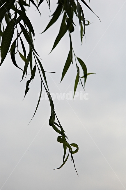 버들잎,버드나무,나무,나무잎,배경,식물,자연,plants,nature