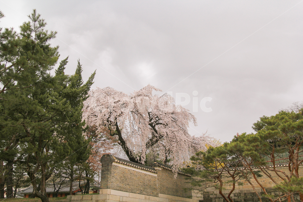 벚꽃,수양벚꽃,창덕궁,고궁,봄,꽃,나무,자연,풍경,하늘,봄,계절,spring,season,한국전통,한국문화,korean traditional,korean culture,랜드마크,landmark,tourist attraction,한국랜드마크,한국관광지,한국명소,korea landmark,korea tourist attraction,plant,식물