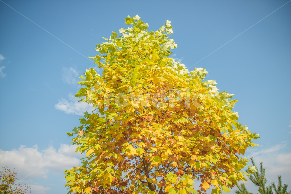 은행나무,단풍,풍경,가을,공원,식물,가을,계절,fall,autumn,season