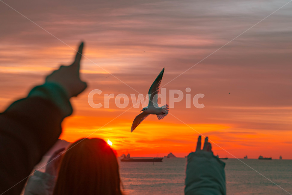 동물,bird,새,flying,일출,노을,sky,하늘