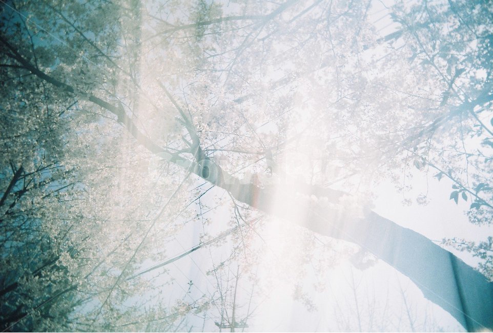 벚꽃,봄,하늘,나무,필름카메라,풍경,감성,봄,계절,spring,season,식물,자연,plants,nature,나무,trees,wood,휴식,힐링,rest,relaxation,healing,outdoors,옥외