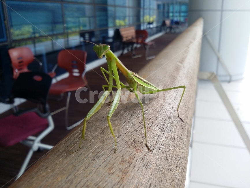 사마귀,곤충,자연,동물,insect,동물,animal,곤충,벌레,insect,bug