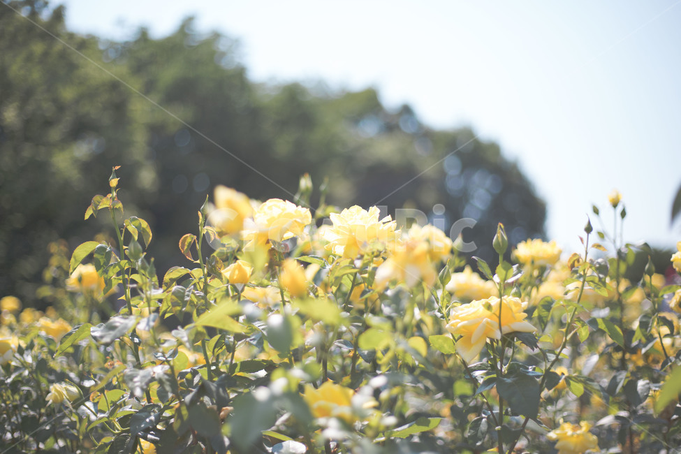 꽃,장미,노란장미,분위기,로맨틱,꽃밭,rose,yellowrose,romantic,mood,flowergarden,식물,자연,plants,nature,꽃,flower