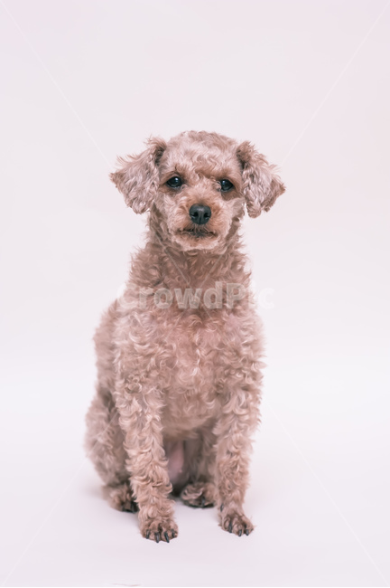 푸들,애완동물,animal,pet,동물,동물,animal,포유류,mammal,개,강아지,dog,doggy
