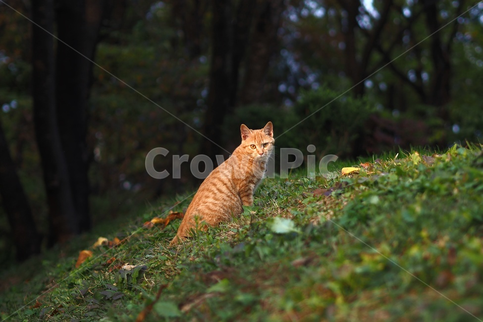 산책로,고양이,cat,야옹이,길냥이,lane,path,오솔길,길고양이,얼룩고양이,숲속,숲,어린고양이,새끼고양이,줄무늬고양이,줄무늬,바라보기,뒷모습,동물,animal,포유류,mammal,고양이,cat,kitten,kitty