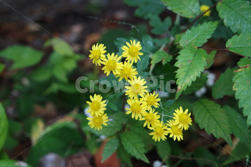 산국,국화,꽃,flower,plant,식물,pollen,화분,노랑,국화꽃,식물,자연,plants,nature,꽃,flower