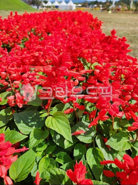 salvia,sesame flower,summer flowers,red flower,flower