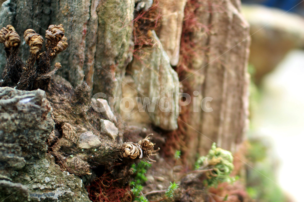 돌,이끼,moss,식물,plant,결