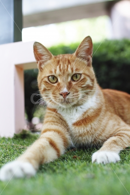 고양이,동물,캣,터줏대감,눈,표정,냥이,포즈,snap,animal,cat,동물,animal,포유류,mammal,고양이,cat,kitten,kitty