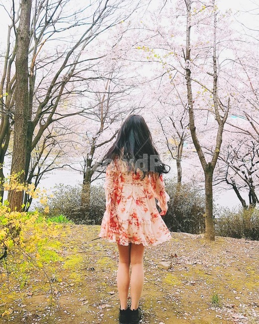 봄,인물,여자,벚꽃,뒷모습,여성스러운,원피스,서있는여자,서있는사람,분위기,핑크빛,긴머리여자,봄,계절,spring,season,사람,인물,인간,human,person,여성,여자,woman,female,lady