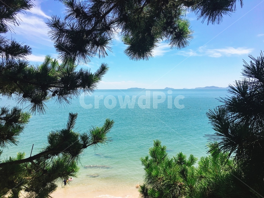 바다,나무,에메랄드,소나무,해안선,water,shoreline,summer,여름,해변,바다,beach,sea