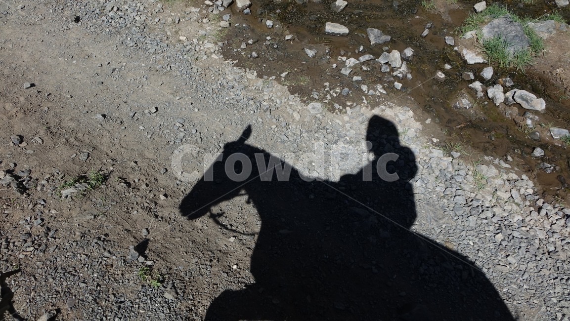 그림자,말,horse,승마,shadow,animal