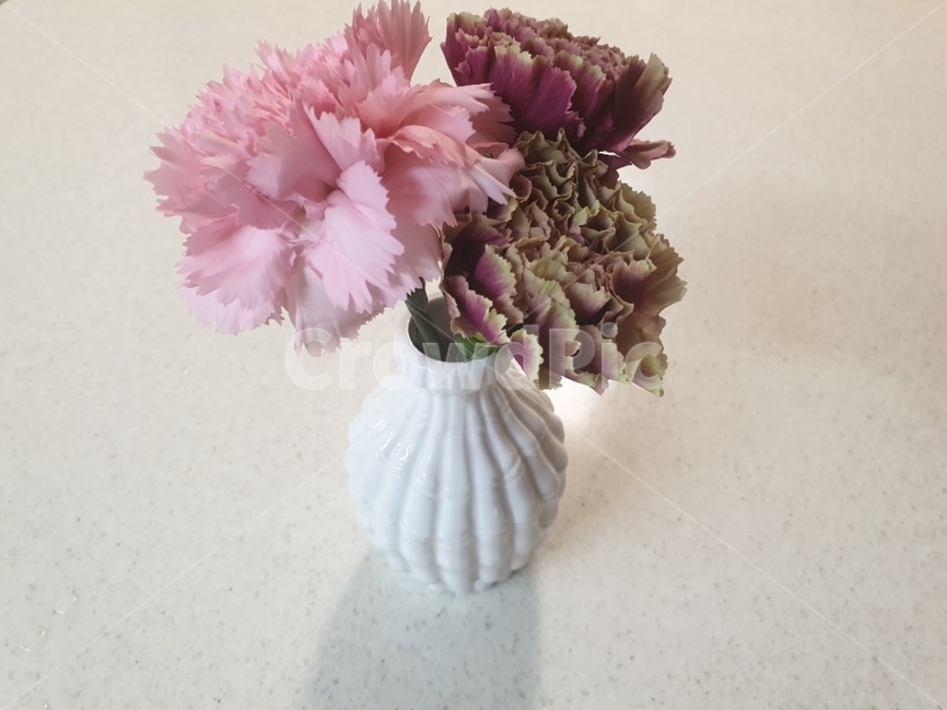 화분,꽃,카네이션,flower,식물,pretty,실내용화초,화분,화초,house plant