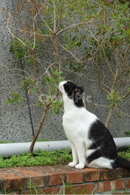고양이,cat,동물,반려동물,여유,따뜻함,식물,자연,길냥이,길고양이,캣,귀여움,게으름,낮,오후,동물,animal,포유류,mammal,고양이,cat,kitten,kitty