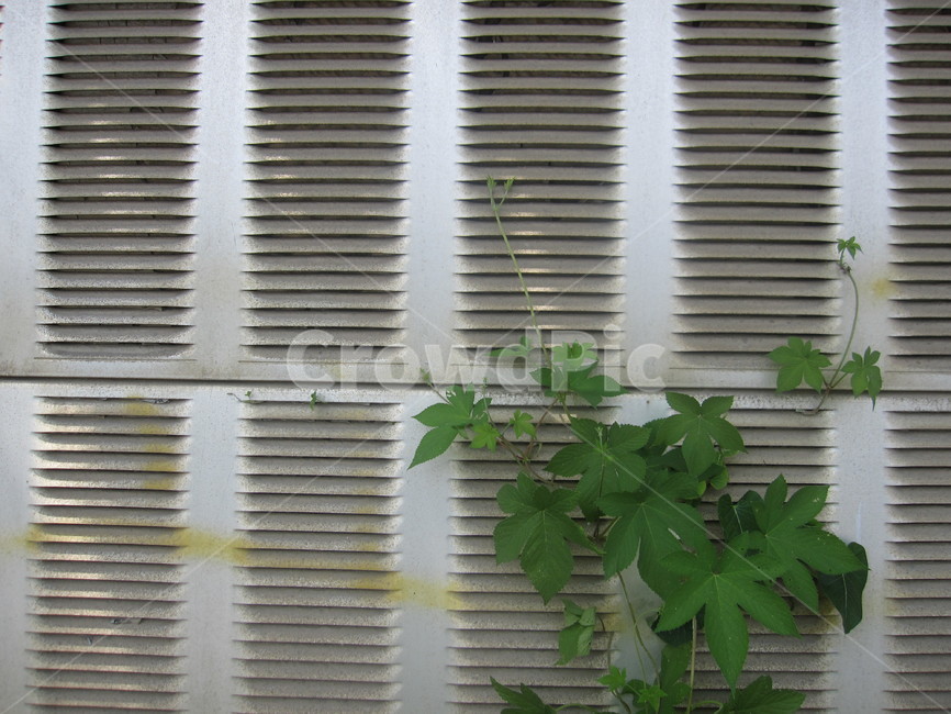담벼락,담,벽,담쟁이,덩굴,식물,잎사귀,leaf,ivy,잎,담쟁이덩굴,자연,회색,초록,식물,자연,plants,nature,건축물,건물외관,exterior,building,structure,architecture,construction
