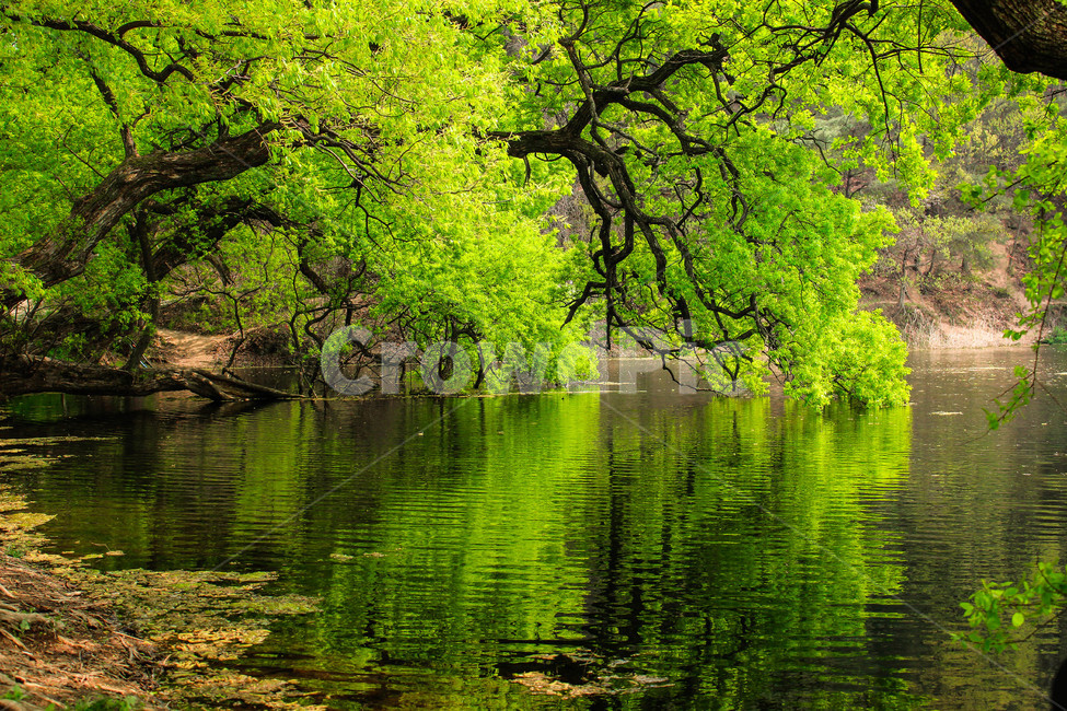호수,풍경,왕버들,경산반곡지,여름풍경,lake,summer,여름,나무,여름,계절,summer,season,자연,풍경,nature,landscape,한국자연풍경,한국자연경관,korea nature landscape,water,물,outdoors,옥외