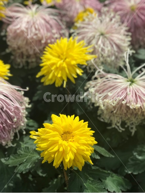 yellowflower,pinkflower,꽃,봄,감성,싱그러움,식물,자연,plants,nature,꽃,flower