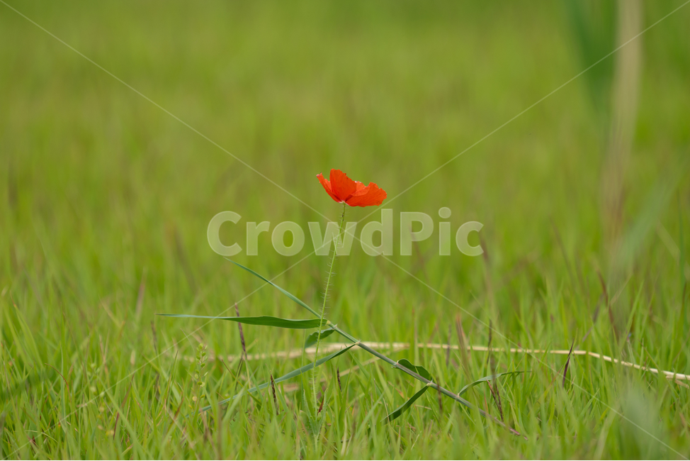 꽃,양귀비,풀,poppy,자연,flowers,natural,식물,자연,plants,nature,꽃,flower