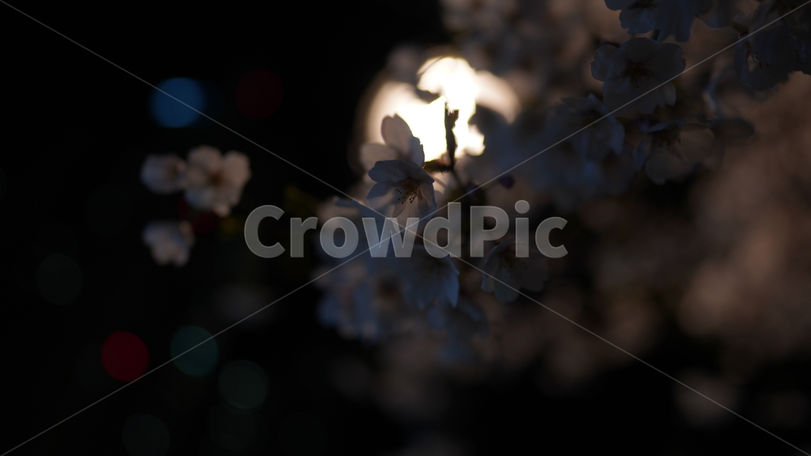 벚꽃,봄,만개,꽃잎,밤,가로등,저녁,어두운,핑크,꽃,blossom,나무,cherryblossom,flower,식물,빛