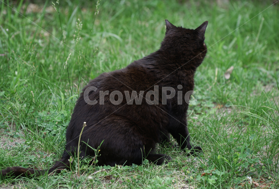 고양이,동물,자연,검은고양이,길고양이,털,길,잔디,cat,뒷모습,포유류