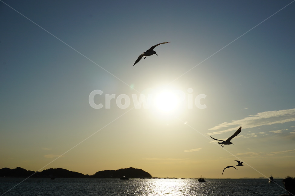 풍경,바다,섬,새,노을,자연,석양,동물,animal,조류,새,birds