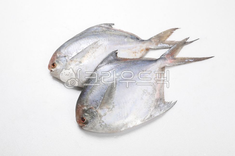 병어, 생선, butterfish, 물고기, 해산물, 사진,이미지,일러스트,캘리그라피 mirupick작가