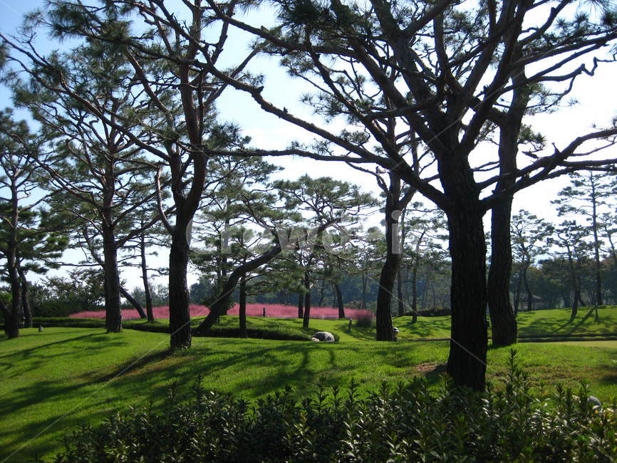 핑크,뮬리,꽃,grass,pink,muhly,flower,가을,tree,나무,plant,식물,treetrunk,나무줄기,소나무,숲,forest,pinetree