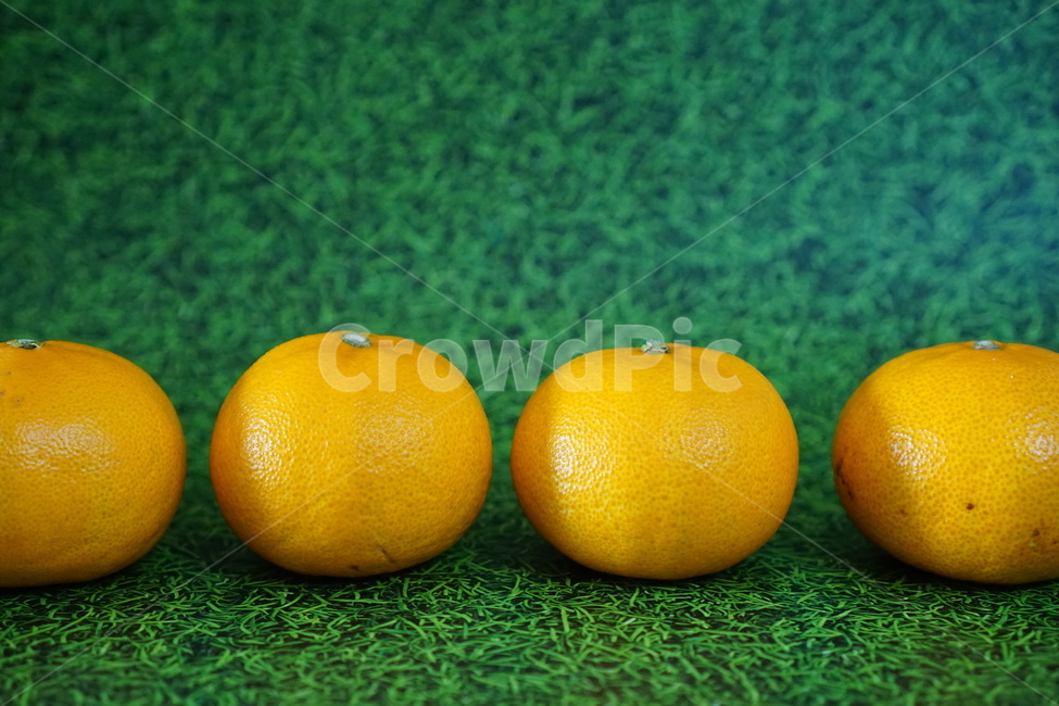 제주귤,감귤,제주감귤,천혜향,제주천혜향,과일,음식,food,음식,식재료,요리,food,cook,meal,dishes,food reserves,과일,열매,fruit