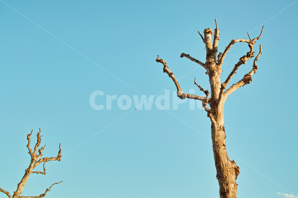 나무,하늘,파란,몬스터,겨울,나뭇가지,앙상,나무들,나무,trees,wood