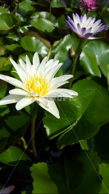 연꽃,꽃,연못,여름,플라워,flower,nelumbonucifera,쌍떡잎식물