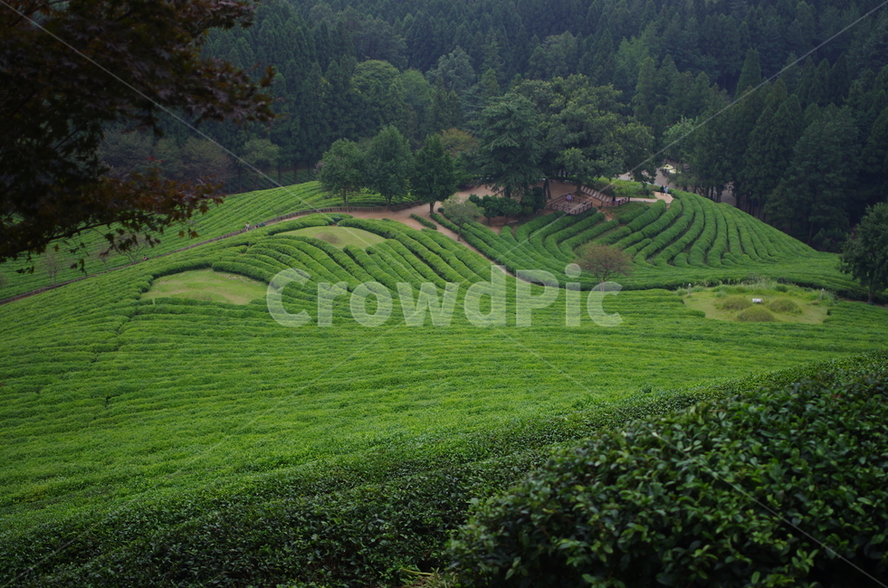 보성녹차,녹차,정상,보성,산,자연,풍경,nature,landscape,한국자연풍경,한국자연경관,korea nature landscape,산업,industry,industrial,농업,농사,agriculture,farming,farming industry,outdoors,옥외,field,들,grassland,목초지