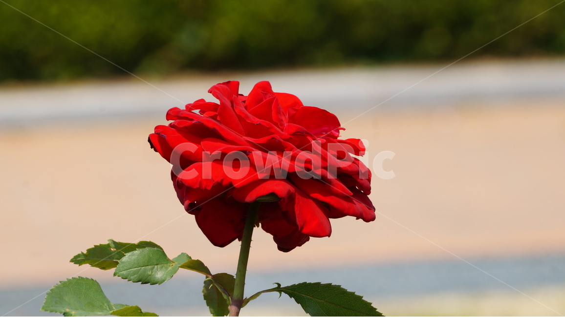 장미,꽃,꽃사진,식물,자연,장미축제,식물,자연,plants,nature,꽃,flower