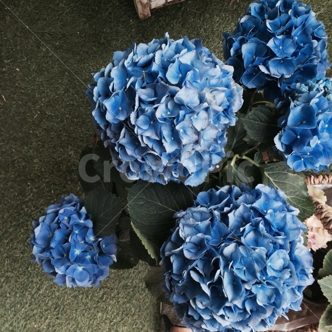 꽃,수국,선물,꽃집,flower,gift,present,blue,잔디,자연,행복,nature,식물,자연,plants,nature,꽃,flower