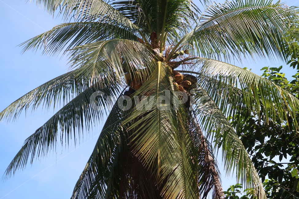 summer,여름,야자수,나무,arecaceae,휴가,식물,자연,plants,nature,나무,trees,wood