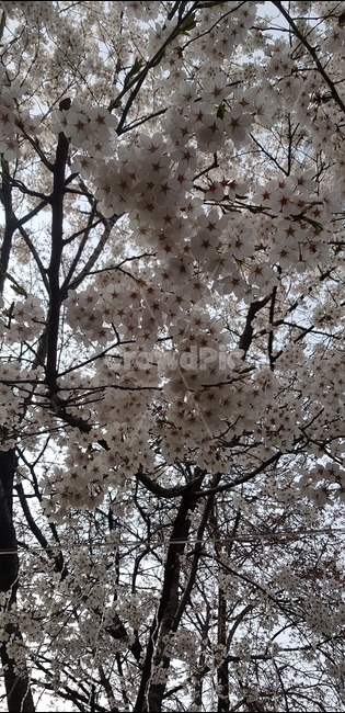 꽃,벚꽃,plant,flower,식물