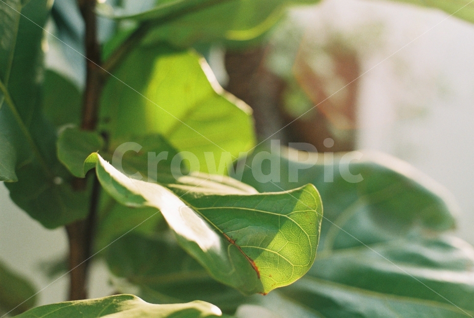 감성사진,감성,분위기,자연,film,snap,green,식물,자연,plants,nature
