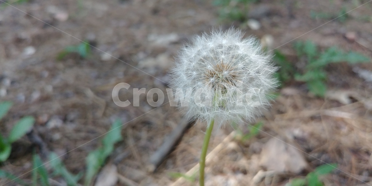 민들레,민들레씨,꽃,식물,민들레꽃,공원,봄,풀,flowers,plant,park,dandelion,spring,자연,plants,nature,식물,자연,plants,nature