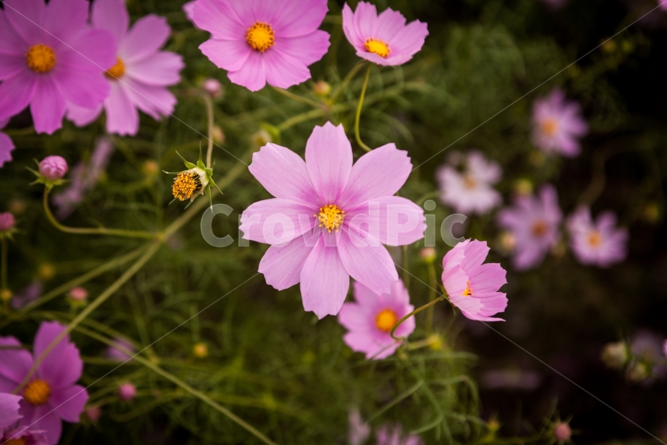 꽃,코스모스,가을,자연,풍경,꽃사진,코스모스사진,가을사진,자연사진,풍경사진,flower,flowers,cosmos,fall,autumn,nature,landscape,가을,계절,fall,autumn,season,식물,자연,plants,nature,꽃,flower,geranium,제라늄,blossom,plant,petal,꽃잎
