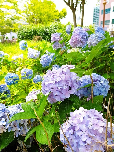 flower,꽃,blossom,식물,수국