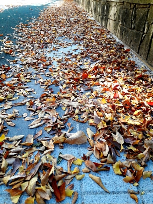 낙엽,ieavesfall,tree,나무,가을,fall,leaf,잎,plant,식물,거리,street,바닥,가을,계절,fall,autumn,season