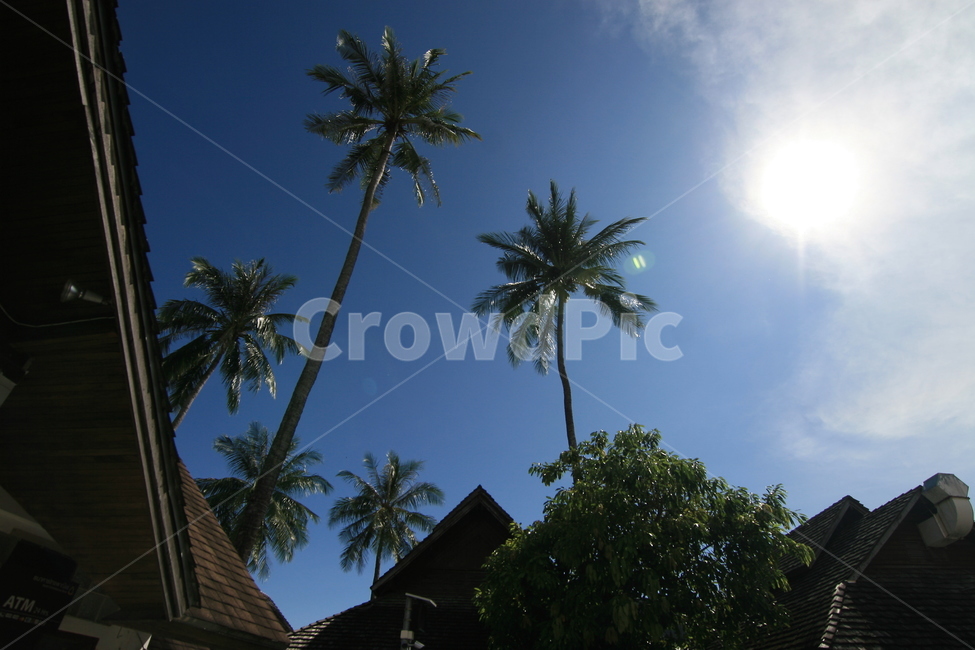 하늘,푸른하늘,파란하늘,야자수,sky,blue,bluesky,palm,palmtree,자연,풍경,nature,landscape