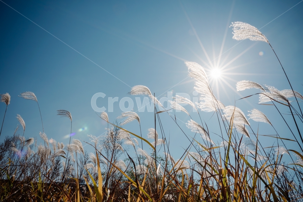 역광,풍경사진,풍경,가을,하늘,억새,갈대,스냅,snap,landscape,가을,계절,fall,autumn,season,식물,자연,plants,nature,grass,잔디,plant,flare,플레어,light,빛