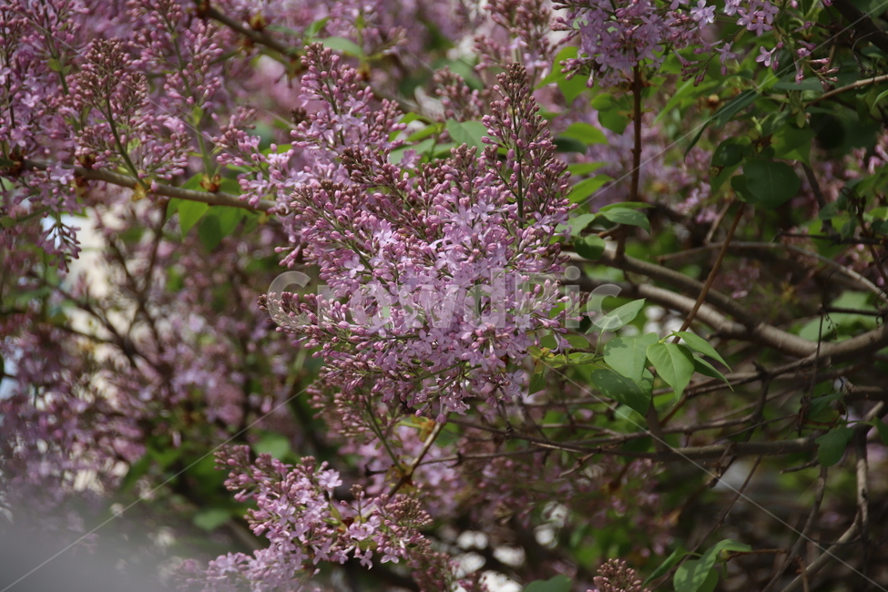 꽃,꽃나무,자연,풍경,봄,봄,계절,spring,season,식물,자연,plants,nature,꽃,flower,plant