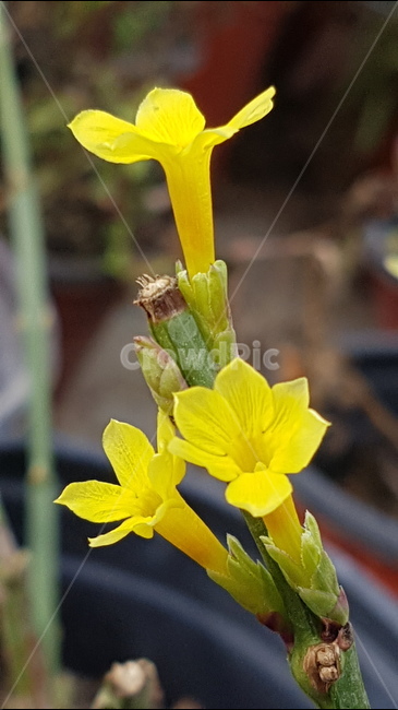 봄의시작,꽃,새싹,화분,정원,봄,봄,계절,spring,season,식물,자연,plants,nature,꽃,flower,plant